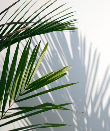 palm frond
