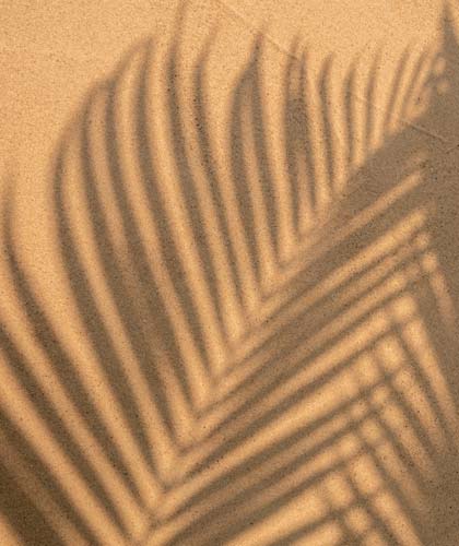 a shadow of a palm leaf on a sand surface