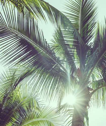sun shining through the leaves of a palm tree