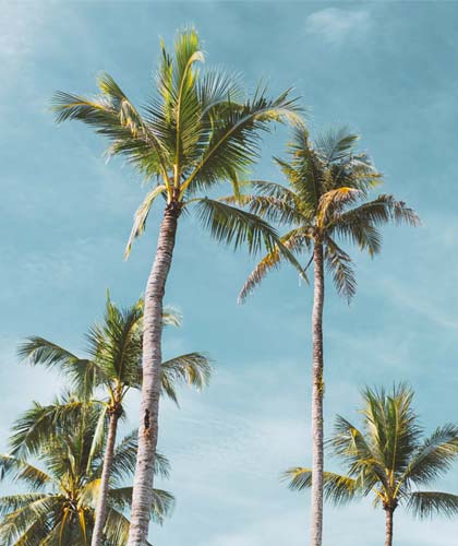 palm trees with blue sky