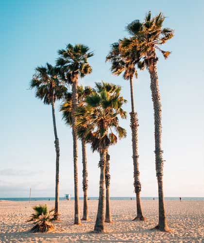 a group of palm trees on a beach with Avenue of the Baobabs in the background