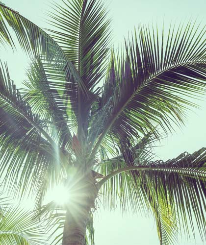a palm tree with the sun shining through it