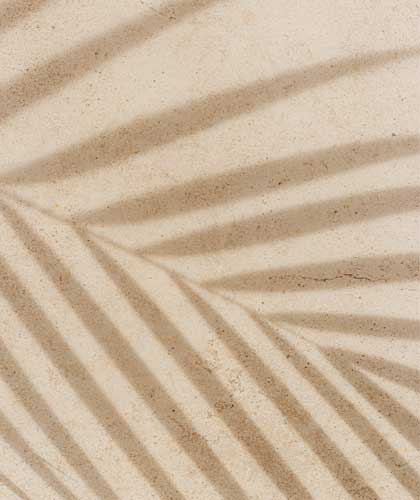 a shadow of a palm leaf